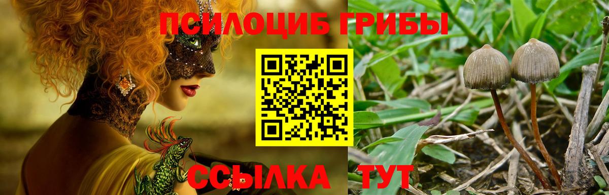 Новосибирск  Галлюциногенные грибы Cubensis  Вход с VPN 